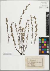 Foto von Salix repens L.